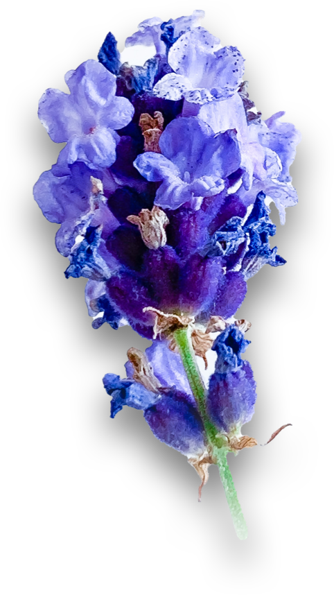 Bild Lavender